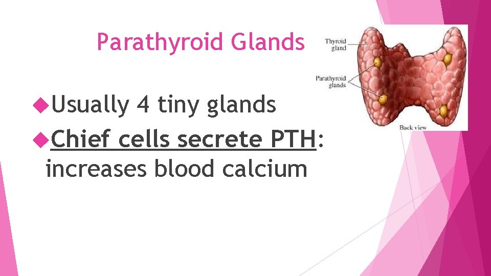 Parathyroid Glands Usually 4 tiny glands Chief cells secrete PTH: increases blood calcium 