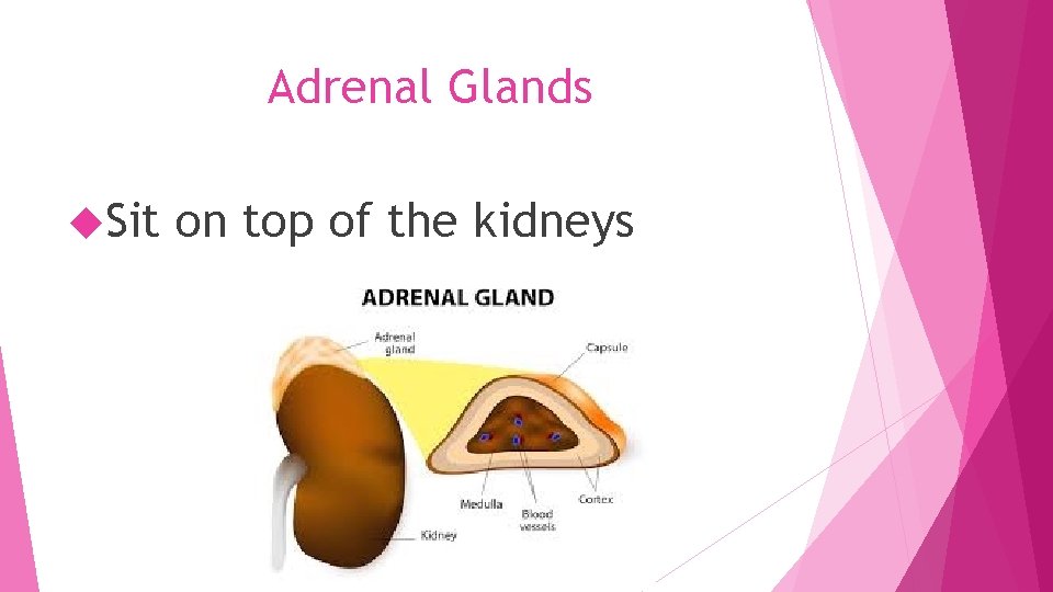Adrenal Glands Sit on top of the kidneys 