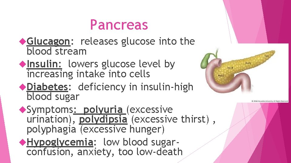 Pancreas Glucagon: releases glucose into the blood stream Insulin: lowers glucose level by increasing