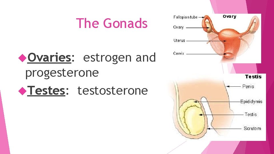 The Gonads Ovaries: estrogen and progesterone Testes: testosterone 