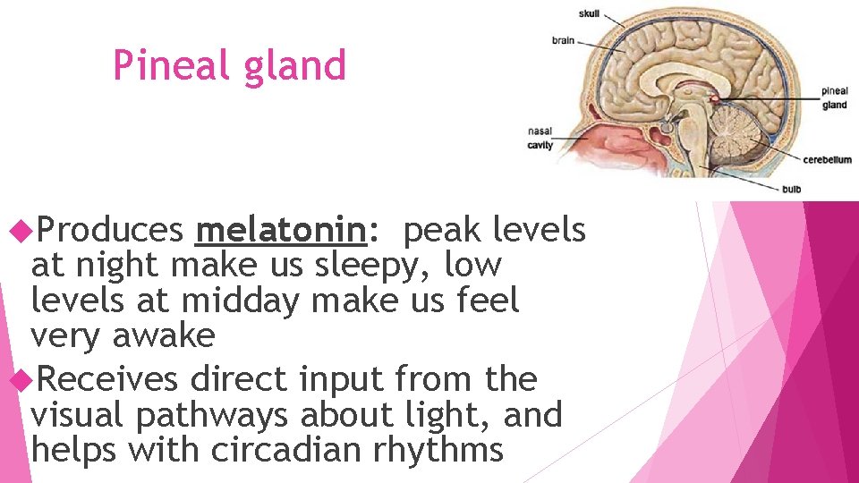 Pineal gland Produces melatonin: peak levels at night make us sleepy, low levels at