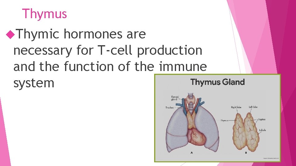 Thymus Thymic hormones are necessary for T-cell production and the function of the immune