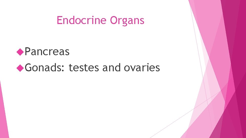 Endocrine Organs Pancreas Gonads: testes and ovaries 