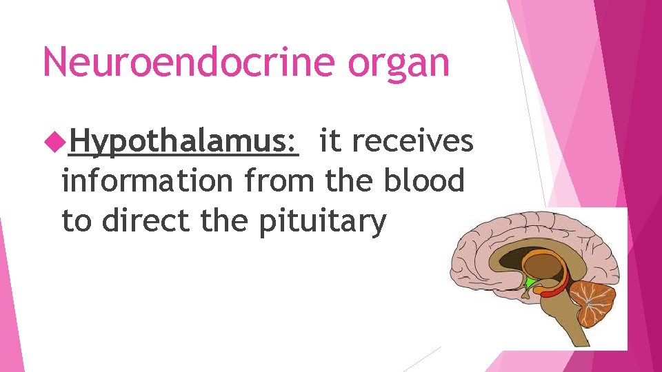 Neuroendocrine organ Hypothalamus: it receives information from the blood to direct the pituitary 