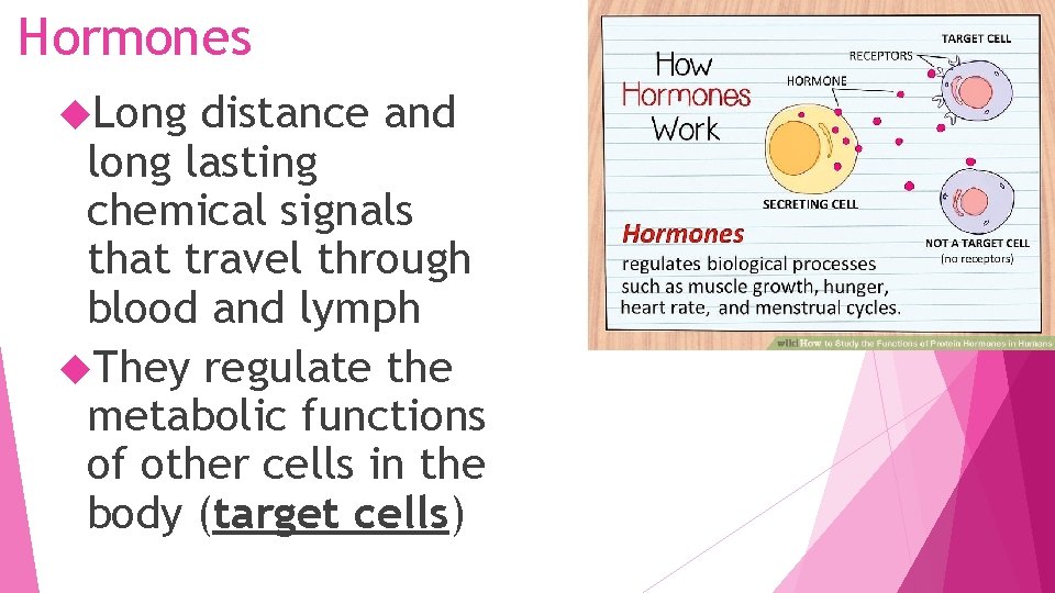 Hormones Long distance and long lasting chemical signals that travel through blood and lymph
