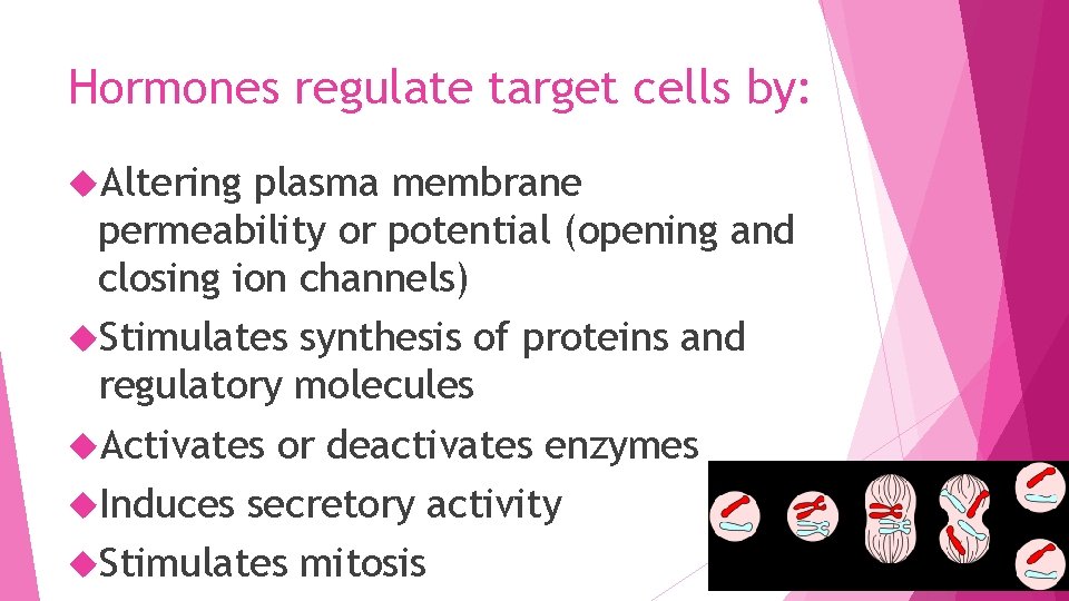 Hormones regulate target cells by: Altering plasma membrane permeability or potential (opening and closing