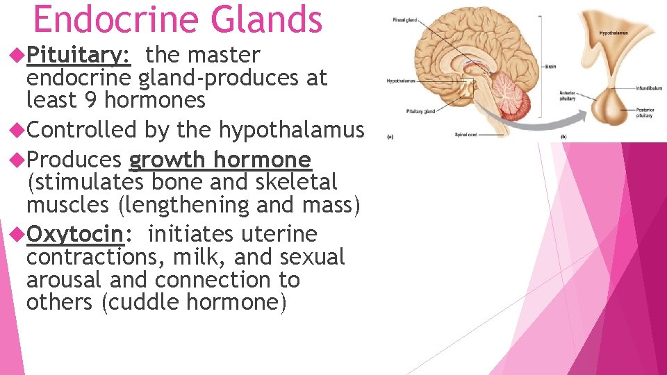 Endocrine Glands Pituitary: the master endocrine gland-produces at least 9 hormones Controlled by the