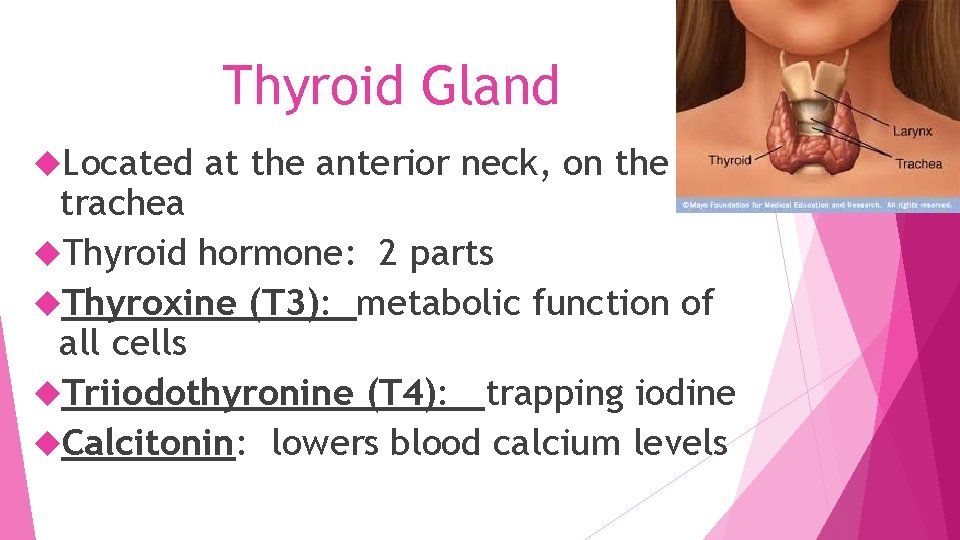 Thyroid Gland Located at the anterior neck, on the trachea Thyroid hormone: 2 parts
