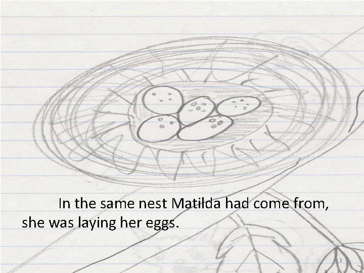 In the same nest Matilda had come from, she was laying her eggs. 13