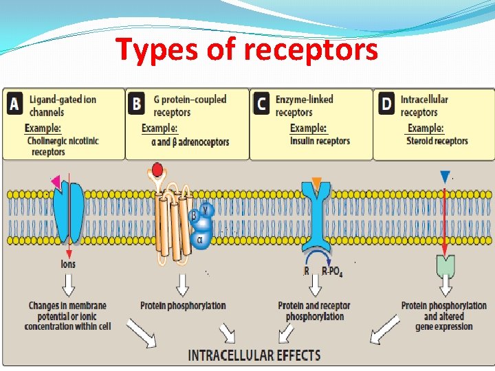 Types of receptors 