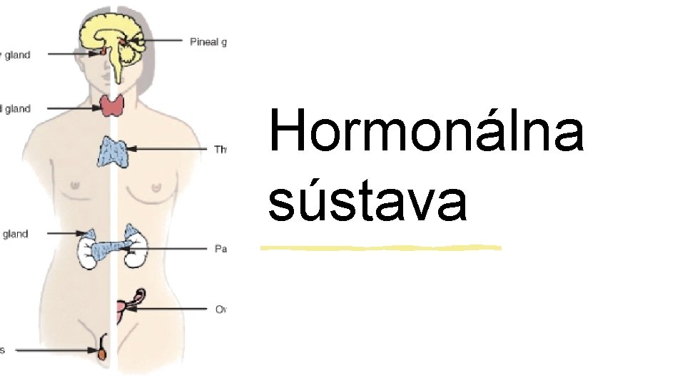 Hormonálna sústava 