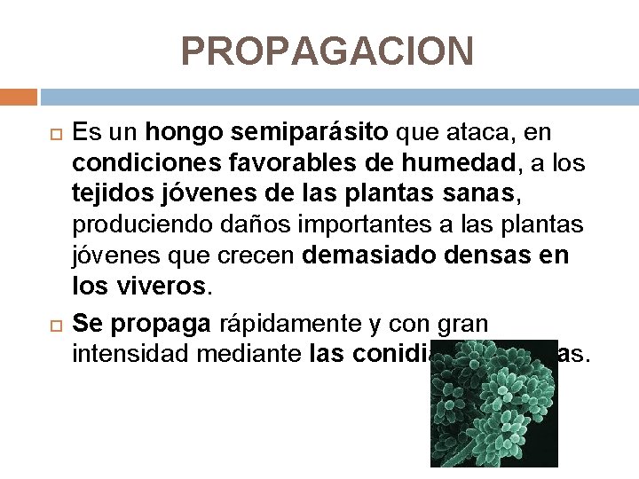 PROPAGACION Es un hongo semiparásito que ataca, en condiciones favorables de humedad, a los