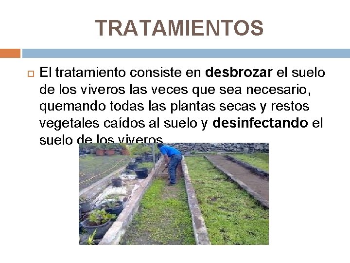 TRATAMIENTOS El tratamiento consiste en desbrozar el suelo de los viveros las veces que