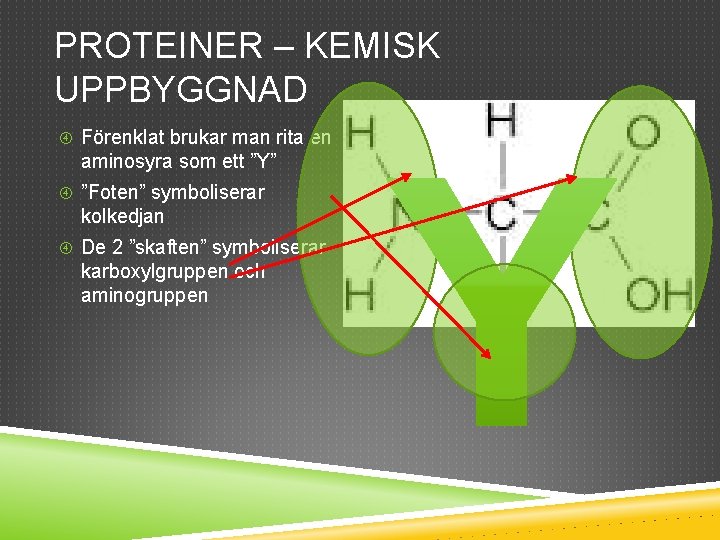 PROTEINER – KEMISK UPPBYGGNAD Förenklat brukar man rita en aminosyra som ett ”Y” ”Foten”