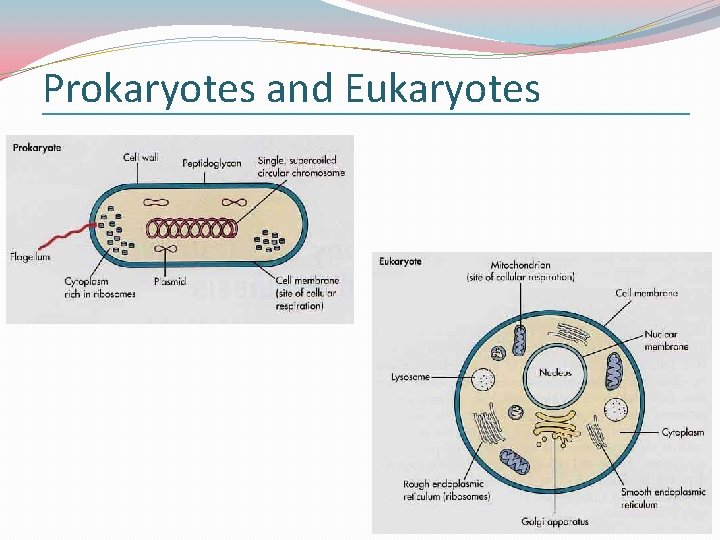 Prokaryotes and Eukaryotes 