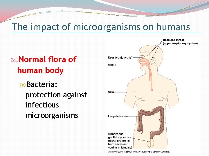 The impact of microorganisms on humans Normal flora of human body Bacteria: protection against