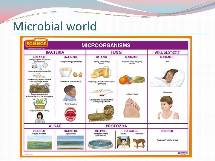 Microbial world 