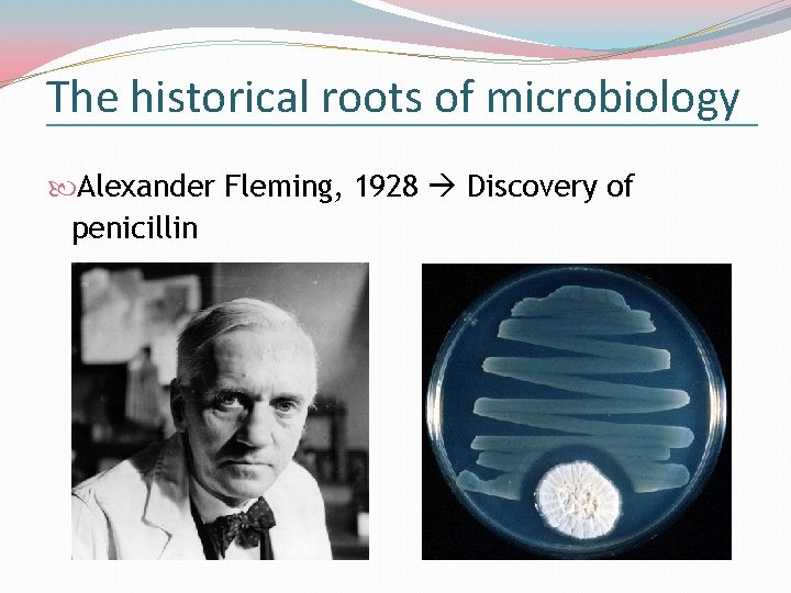 The historical roots of microbiology Alexander Fleming, 1928 Discovery of penicillin 