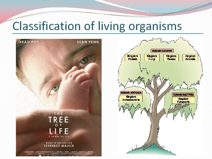 Classification of living organisms 