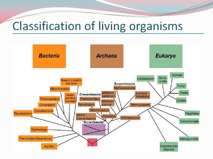 Classification of living organisms 