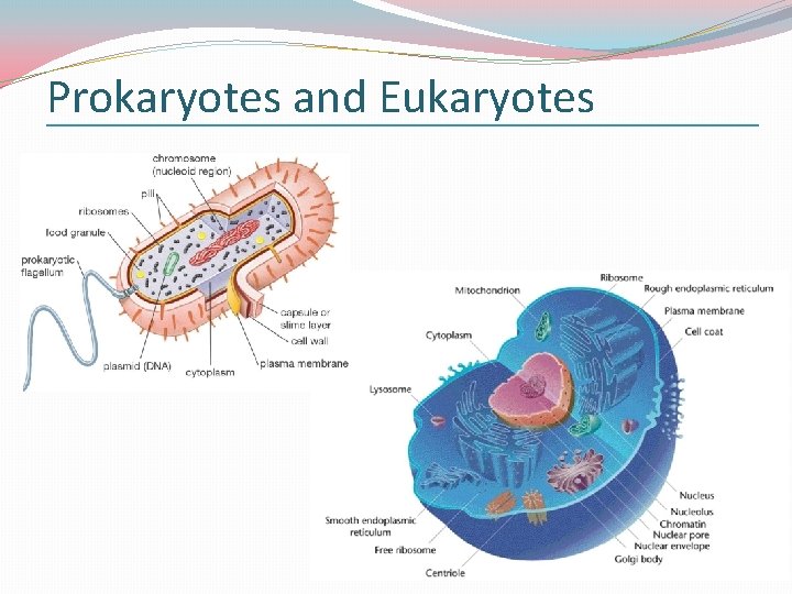 Prokaryotes and Eukaryotes 