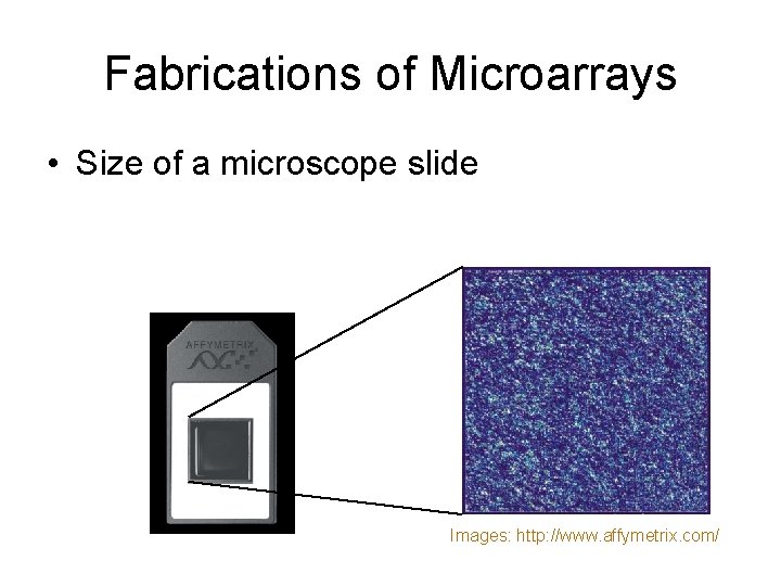 Fabrications of Microarrays • Size of a microscope slide Images: http: //www. affymetrix. com/