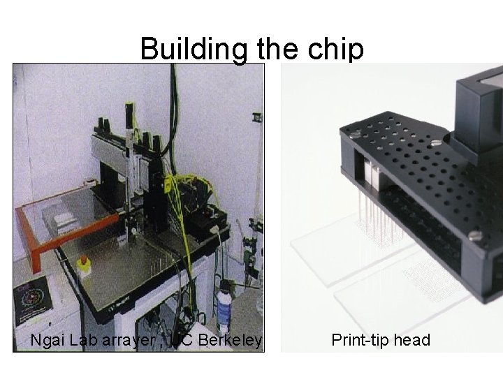 Building the chip Ngai Lab arrayer , UC Berkeley Print-tip head 