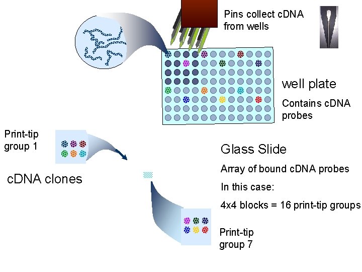 Pins collect c. DNA from wells well plate Contains c. DNA probes Print-tip group