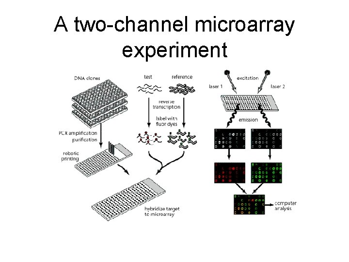 A two-channel microarray experiment 