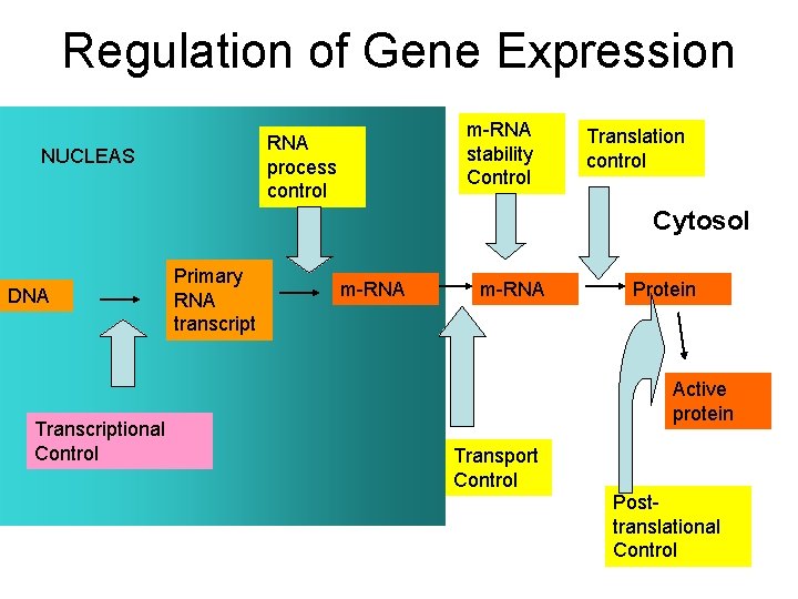 Regulation of Gene Expression m-RNA stability Control RNA process control NUCLEAS Translation control Cytosol