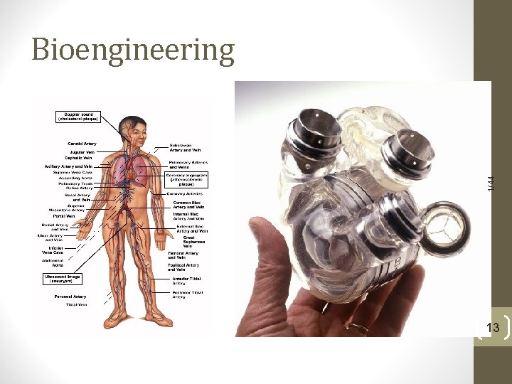 1/44 Bioengineering 13 