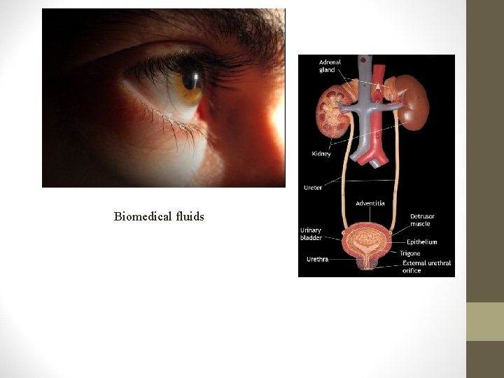 Biomedical fluids 