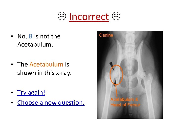  Incorrect • No, B is not the Acetabulum. Canine • The Acetabulum is