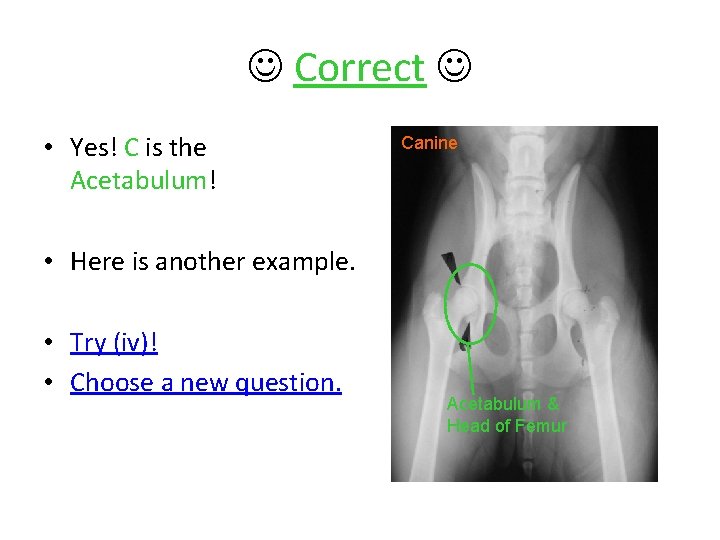  Correct • Yes! C is the Acetabulum! Canine • Here is another example.