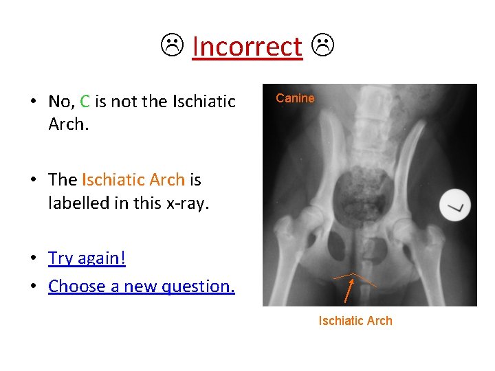  Incorrect • No, C is not the Ischiatic Arch. Canine • The Ischiatic