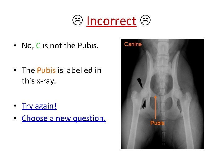  Incorrect • No, C is not the Pubis. Canine • The Pubis is