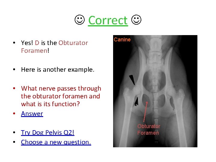  Correct • Yes! D is the Obturator Foramen! Canine • Here is another