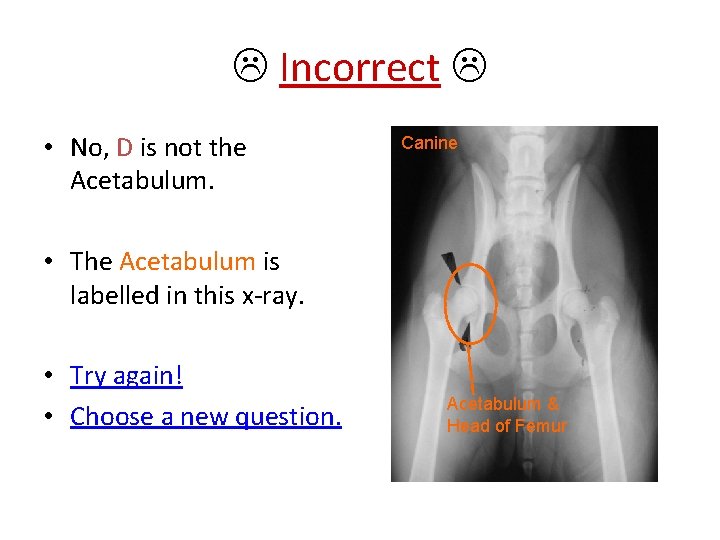 Incorrect • No, D is not the Acetabulum. Canine • The Acetabulum is