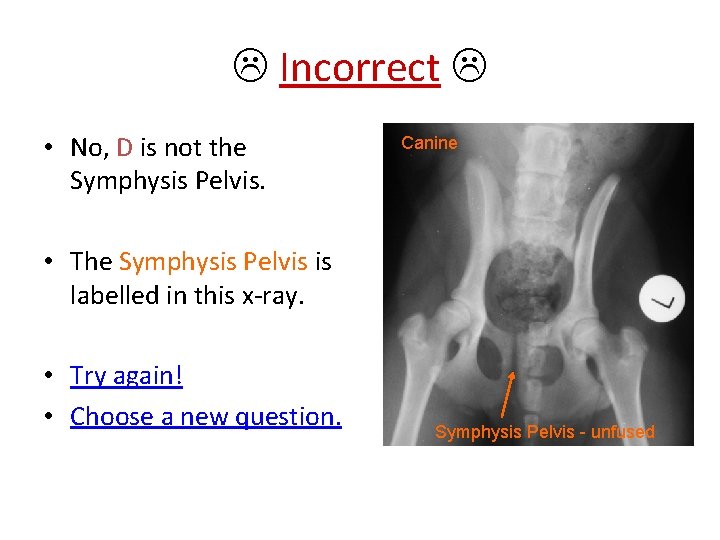  Incorrect • No, D is not the Symphysis Pelvis. Canine • The Symphysis