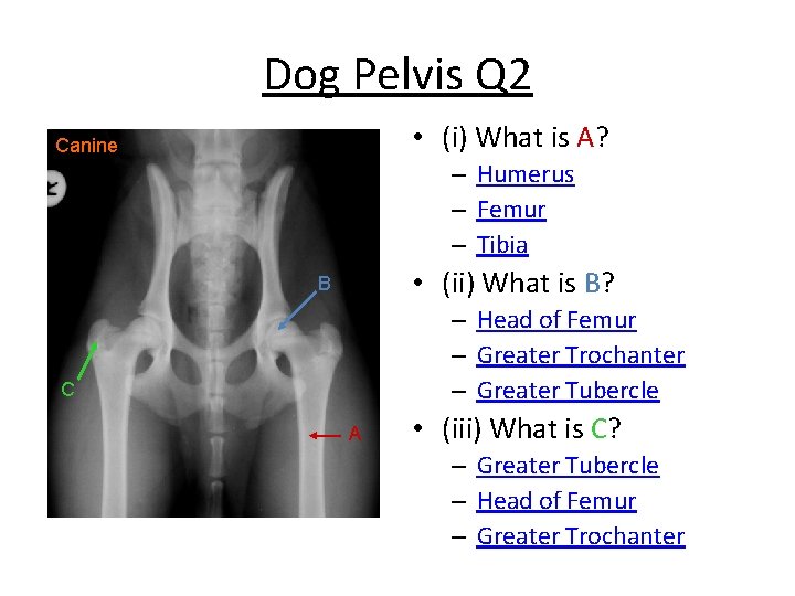 Dog Pelvis Q 2 • (i) What is A? Canine – Humerus – Femur