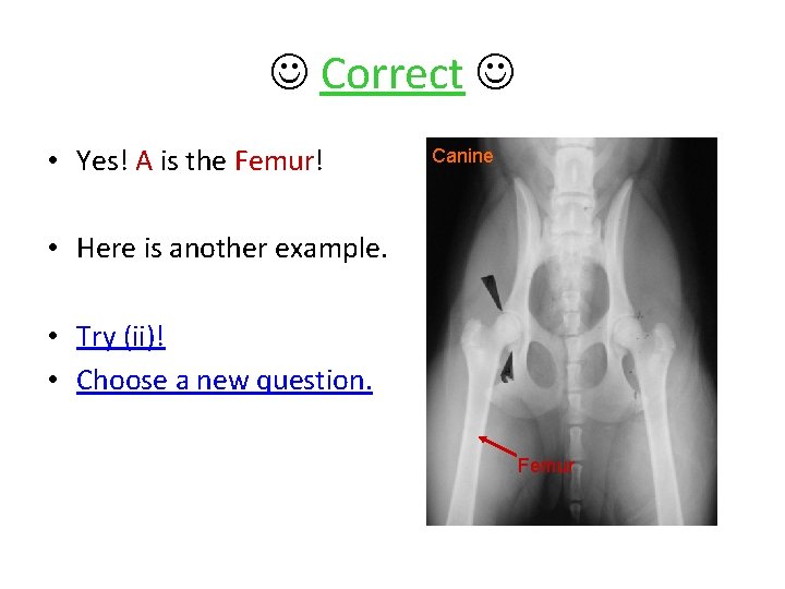  Correct • Yes! A is the Femur! Canine • Here is another example.