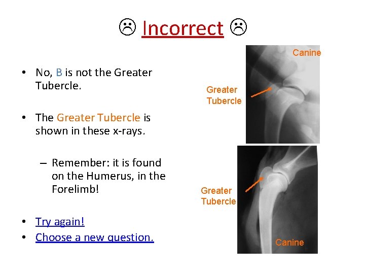  Incorrect Canine • No, B is not the Greater Tubercle • The Greater