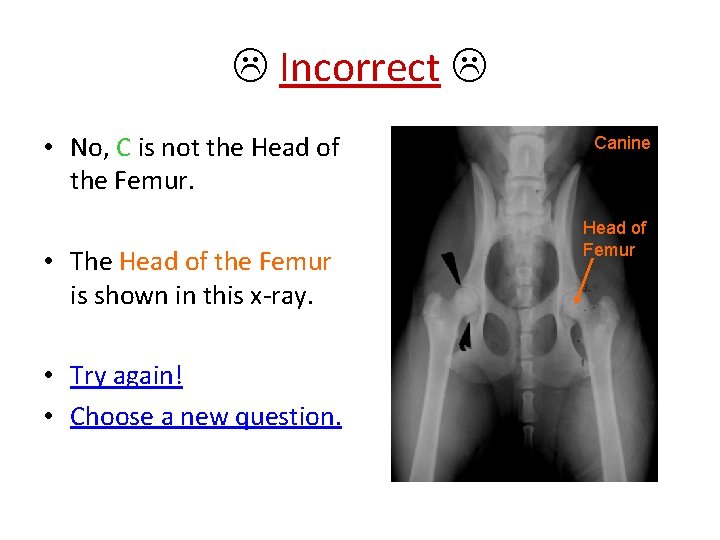 Incorrect • No, C is not the Head of the Femur. • The