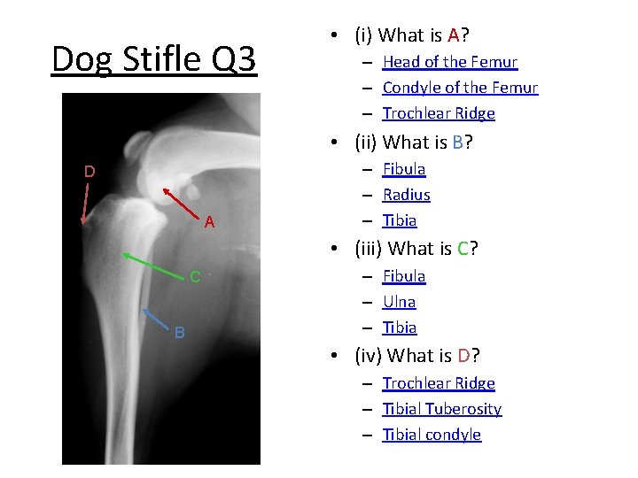 Dog Stifle Q 3 • (i) What is A? – Head of the Femur