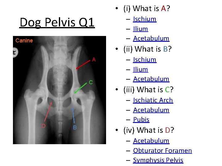  • (i) What is A? Dog Pelvis Q 1 Canine – Ischium –