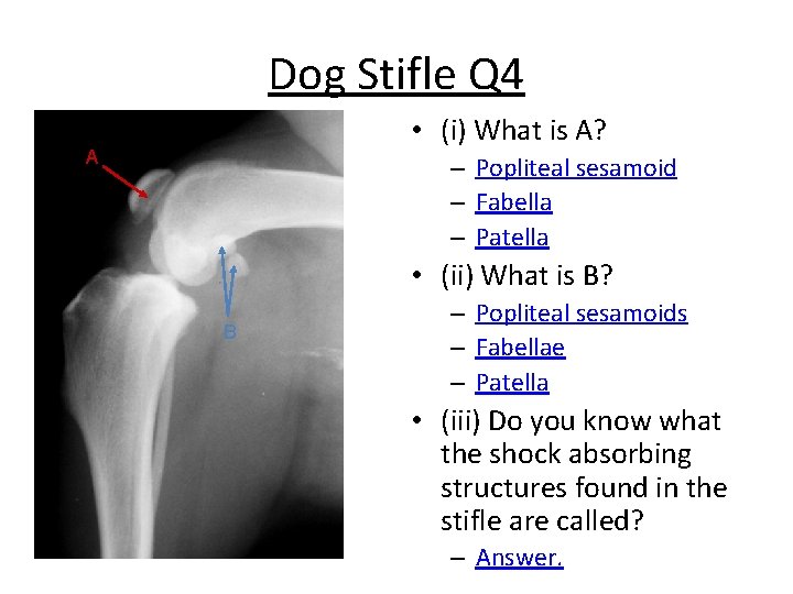 Dog Stifle Q 4 • (i) What is A? A – Popliteal sesamoid –