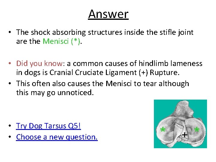 Answer • The shock absorbing structures inside the stifle joint are the Menisci (*).