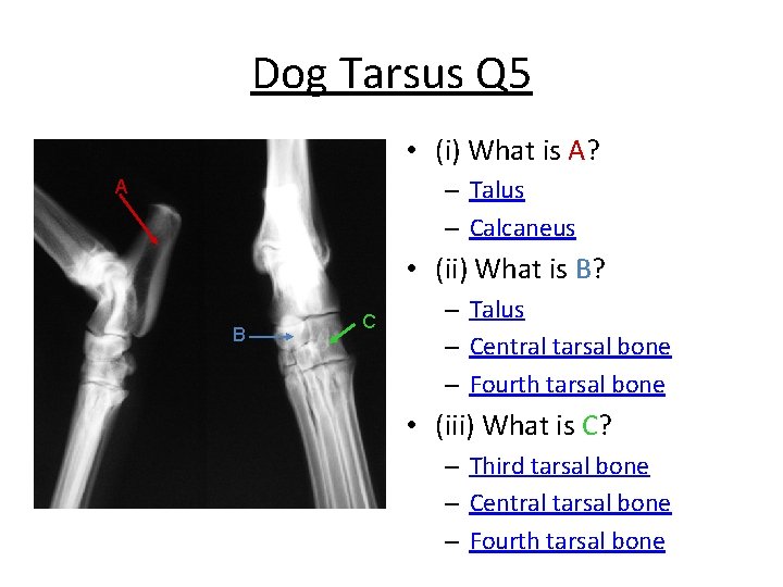 Dog Tarsus Q 5 • (i) What is A? – Talus – Calcaneus A