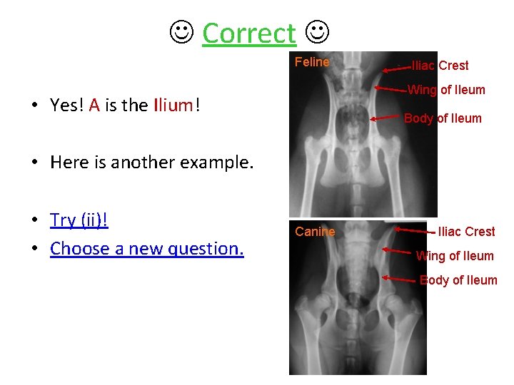  Correct Feline Iliac Crest Wing of Ileum • Yes! A is the Ilium!