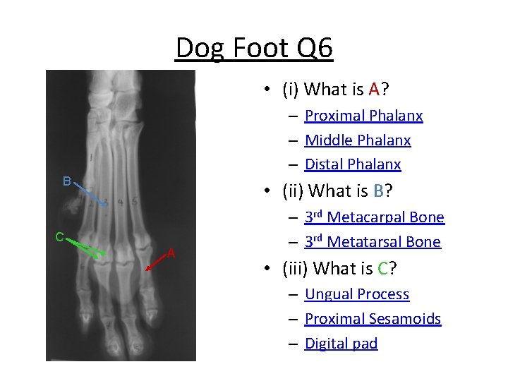 Dog Foot Q 6 • (i) What is A? – Proximal Phalanx – Middle